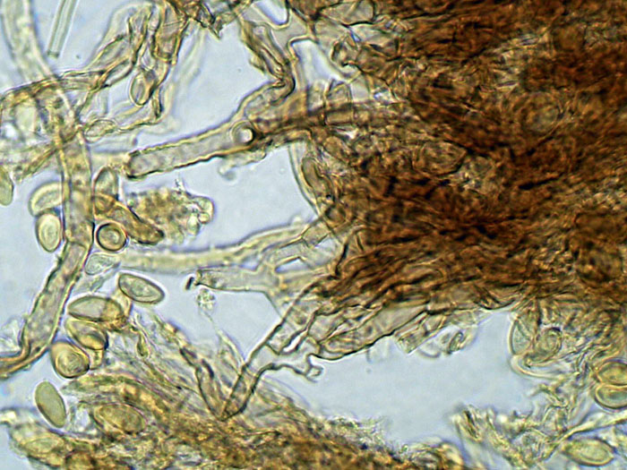 Coniophora olivacea (Fr.) P. Karst.