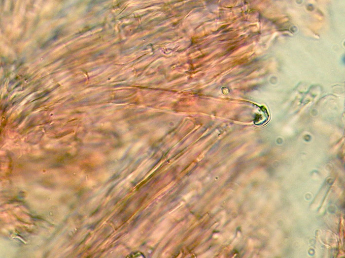Cr.biancastra su legno bagnato-foto7323(Rigidoporus undatus)