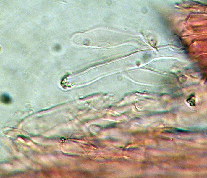 Cr.biancastra su legno bagnato-foto7323(Rigidoporus undatus)