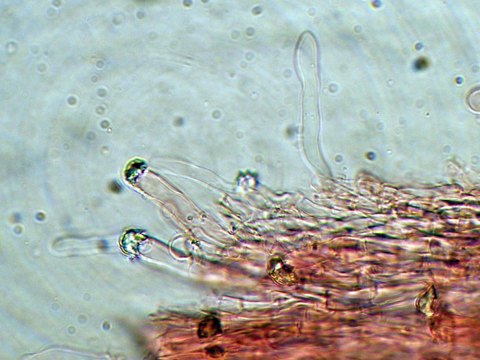 Cr.biancastra su legno bagnato-foto7323(Rigidoporus undatus)