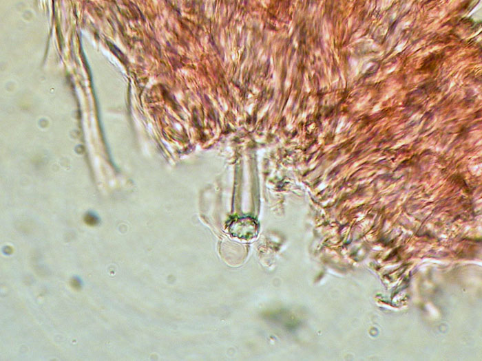 Cr.biancastra su legno bagnato-foto7323(Rigidoporus undatus)