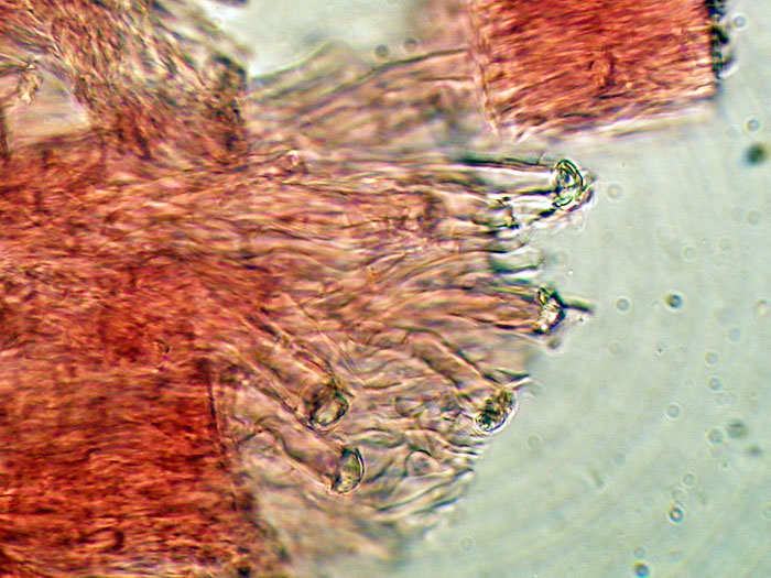 Cr.biancastra su legno bagnato-foto7323(Rigidoporus undatus)