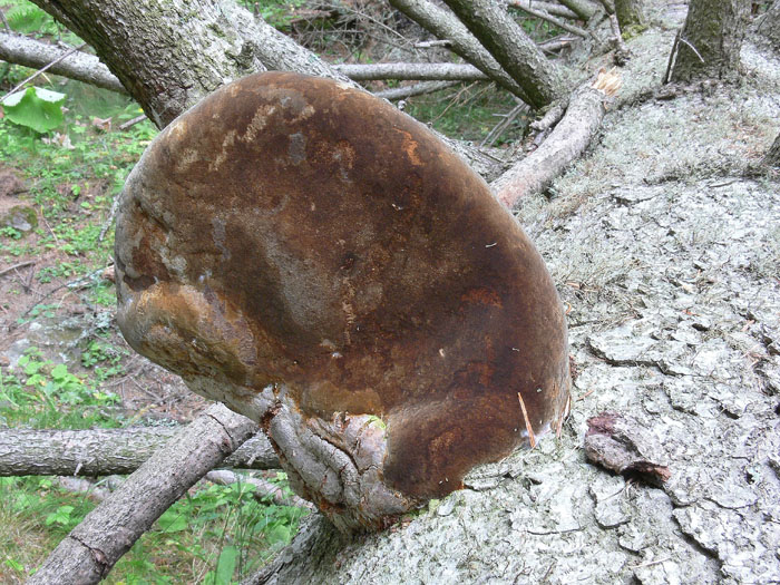 Il Phellinus hartigii anche parassita?