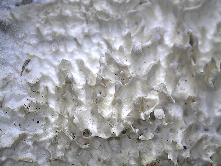 Phlebia nothofagi? (Irpex lacteus)