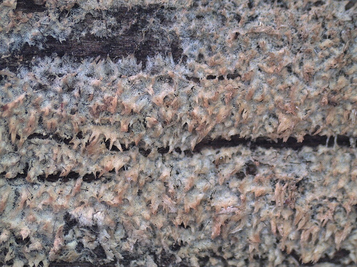 cfr. Mycoacia fuscoatra (Fr.) Donk (Schizopora paradoxa)