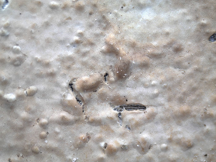 Plasmodio vs Phanerochaete?-foto3517(Hyphoderma roseocremeum