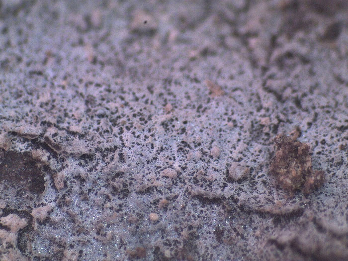 Tulasnella eichleriana ?