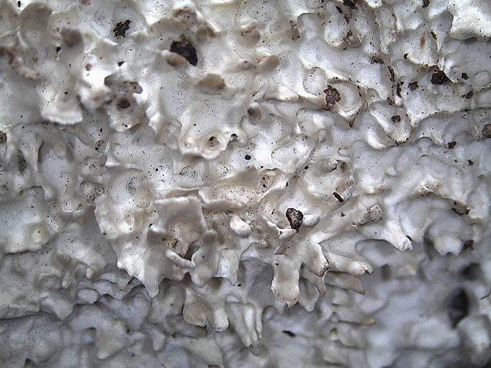 Phlebia nothofagi? (Irpex lacteus)