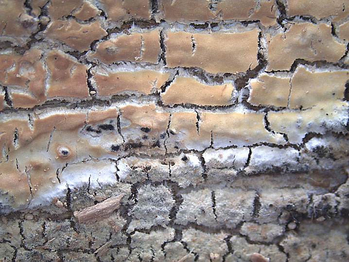 Crosta gialla da deter. - foto 3951(Phlebiopsis ravenelii)