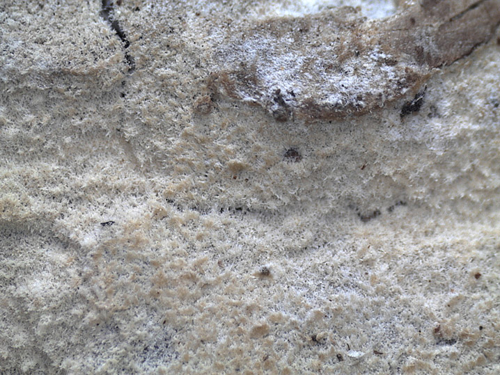 Su rametto di salice - foto 3279 (Hyphodermella corugata)
