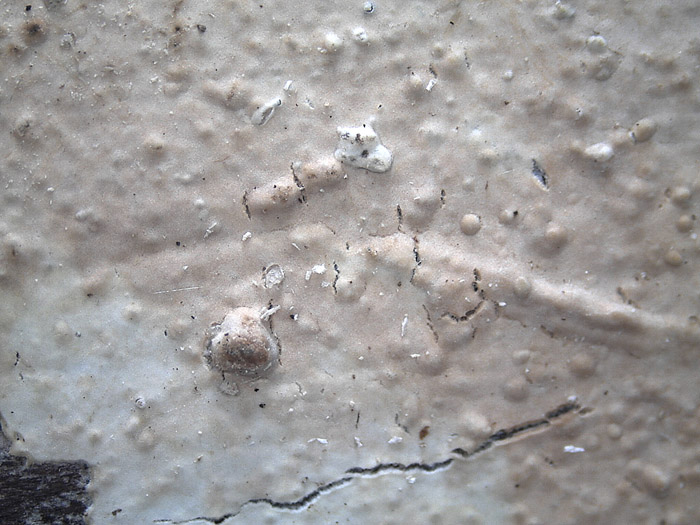 Plasmodio vs Phanerochaete?-foto3517(Hyphoderma roseocremeum