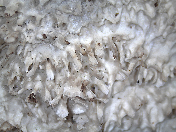 Phlebia nothofagi? (Irpex lacteus)