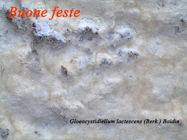 Buone feste (Gloiothele lactescens)