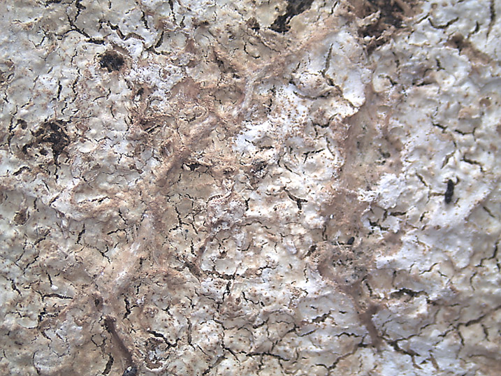 Scytinostromella olivaceoalba?(Leptosporomyces fuscostratus)