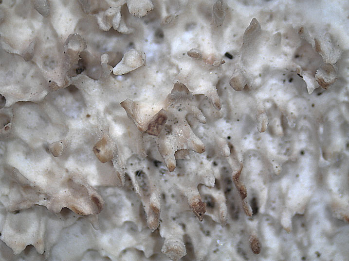 Phlebia nothofagi? (Irpex lacteus)