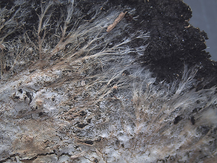 Scytinostromella olivaceoalba?(Leptosporomyces fuscostratus)