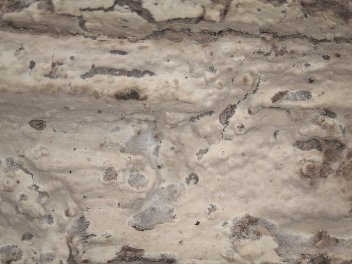 Forse Gloiothele citrina? - foto 6456 (Hyphoderma probatum)