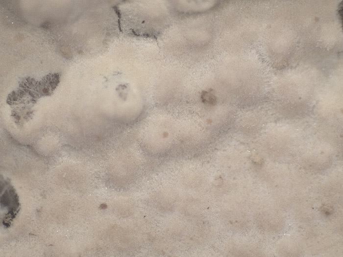 Forse Gloiothele citrina? - foto 6456 (Hyphoderma probatum)