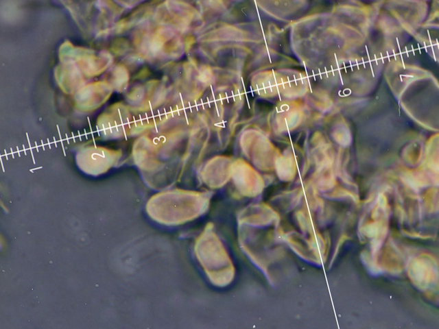 Botryobasidium con spore finemente verrucose