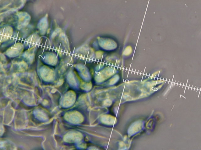 Botryobasidium con spore finemente verrucose