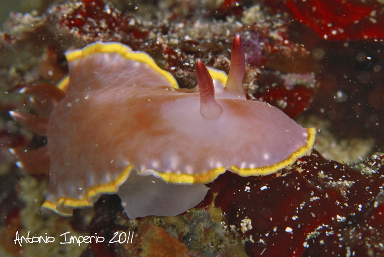 Chromodoris purpurea