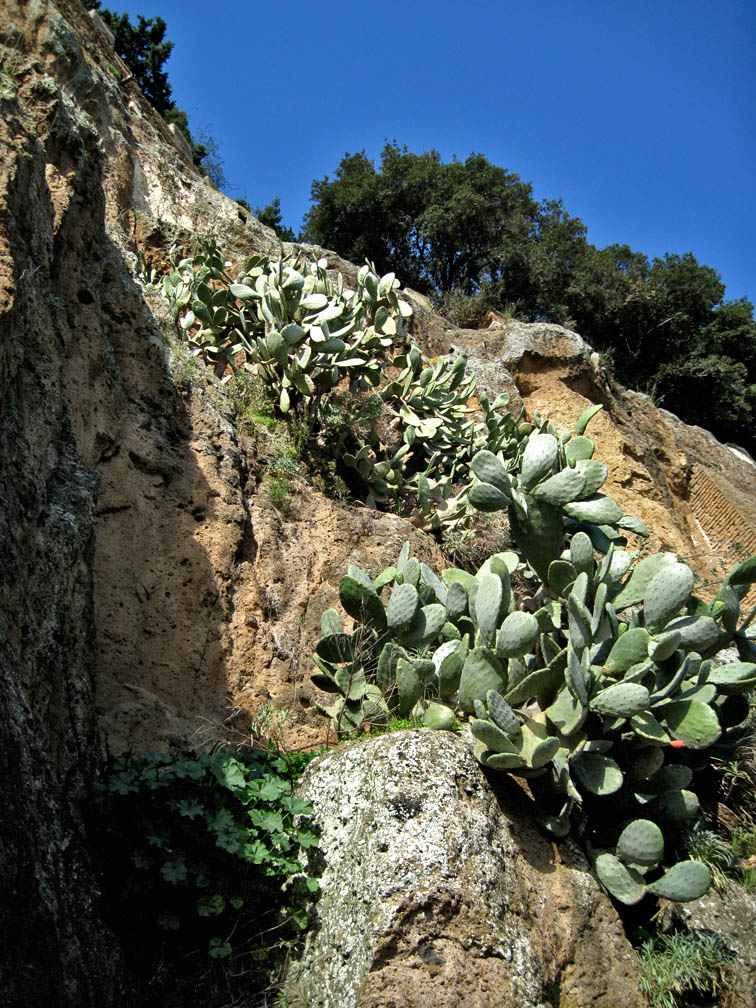 Incontro di Natura Mediterraneo a Roma (FOTO e VIDEO)