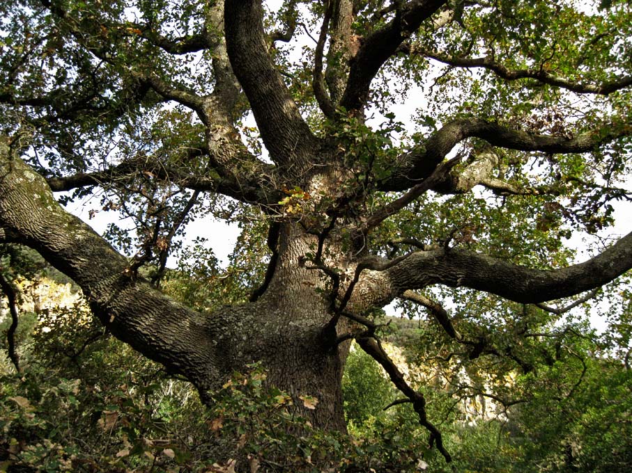 Incontro di Natura Mediterraneo a Roma (FOTO e VIDEO)