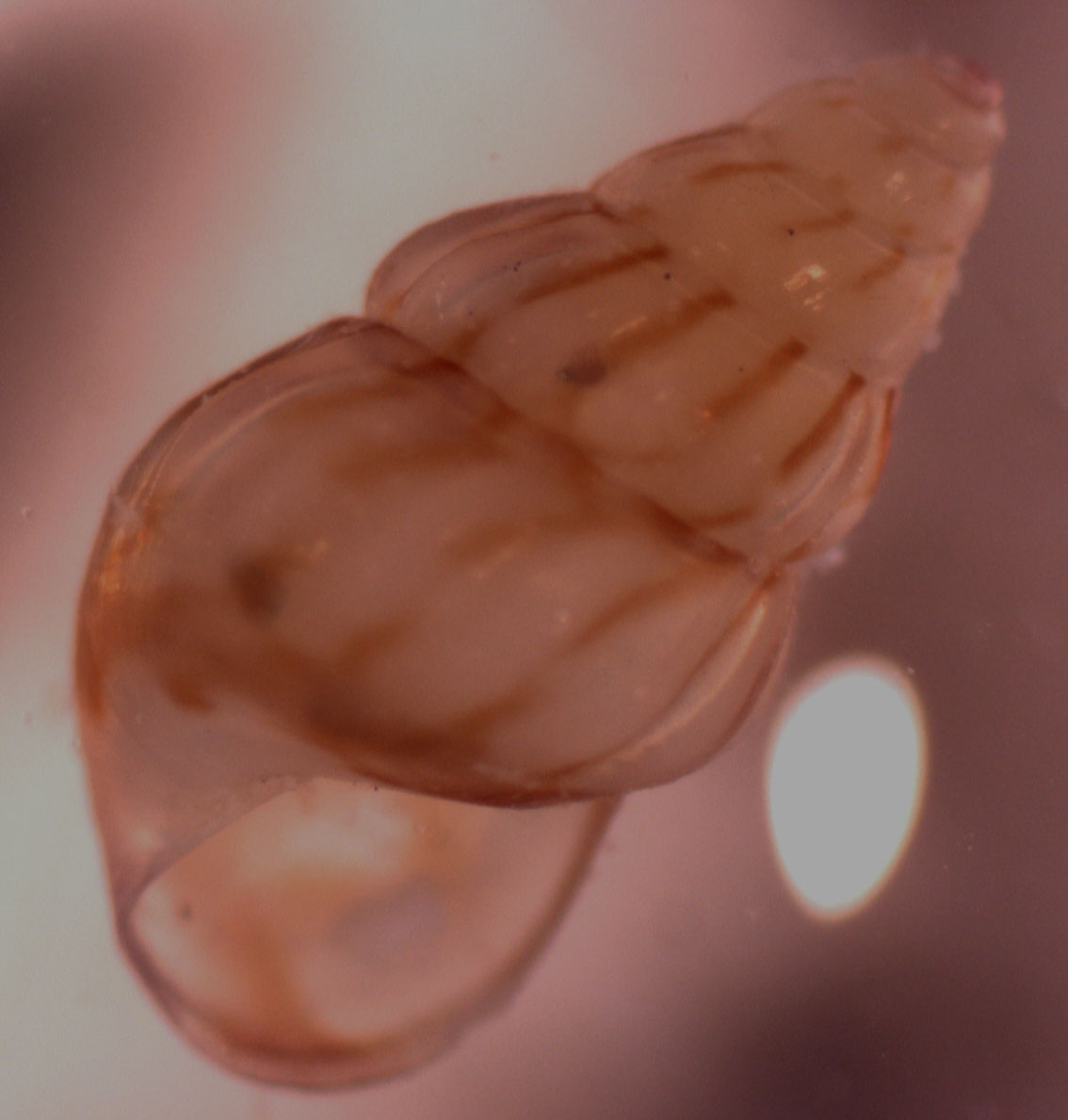 rissoidi da identificare