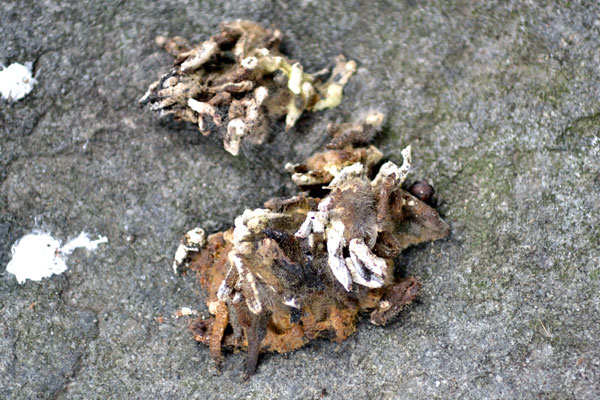 Escrementi in giardino