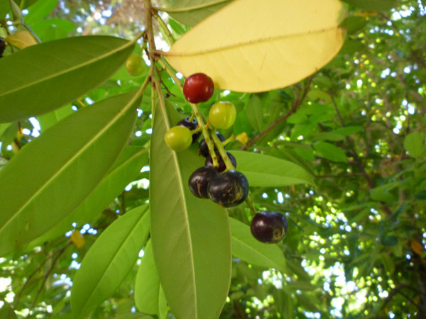 Prunus laurocerasus