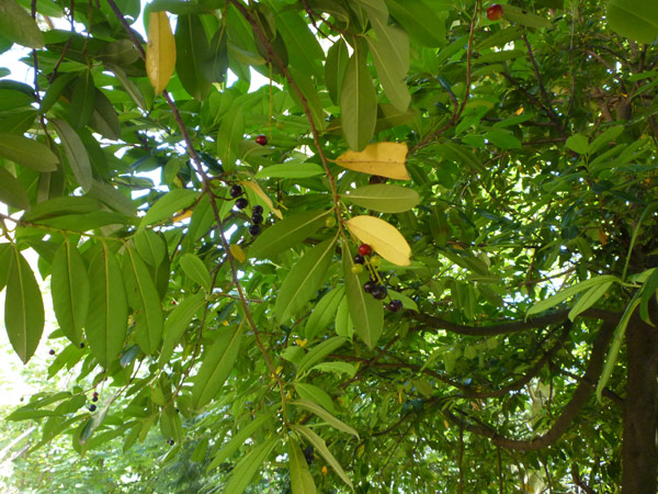 Prunus laurocerasus