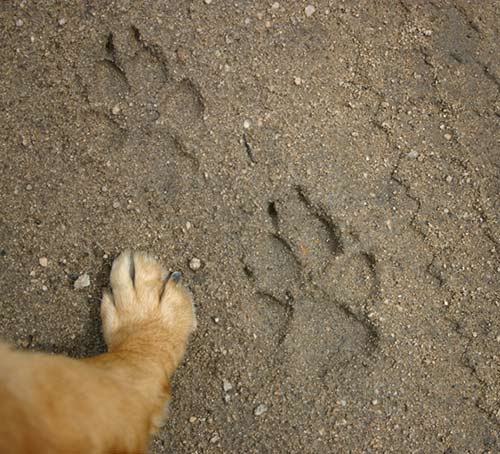 Differenze tra tracce e predazioni di cane/lupo