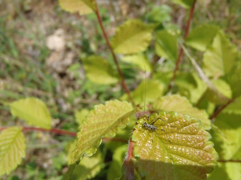 identificazione