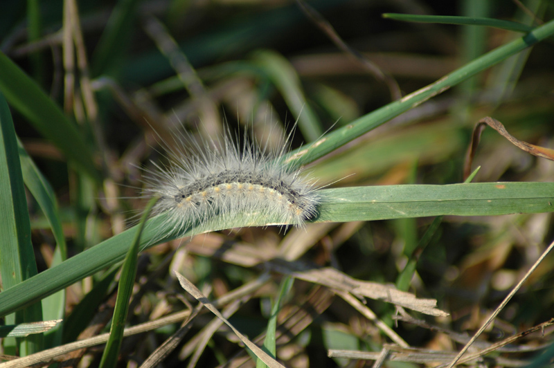 Identificazione bruco