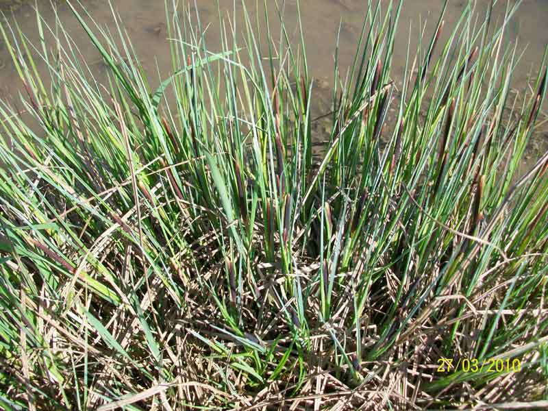Da determinare - Carex acutiformis