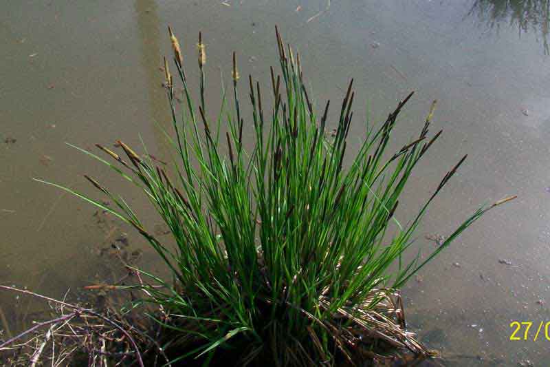 Da determinare - Carex acutiformis