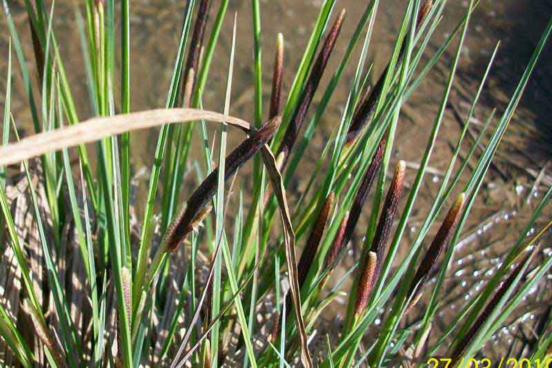 Da determinare - Carex acutiformis