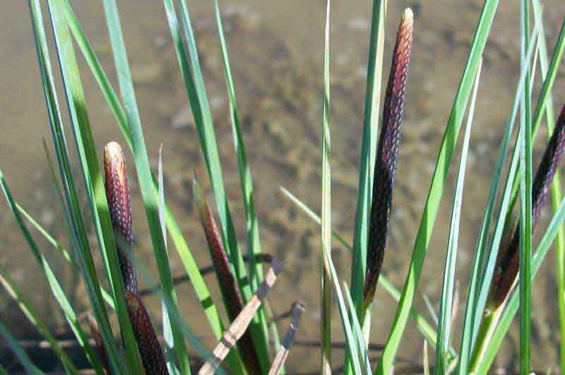 Da determinare - Carex acutiformis