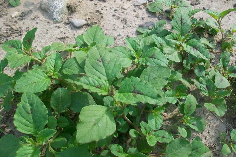 Amaranthus lividus?