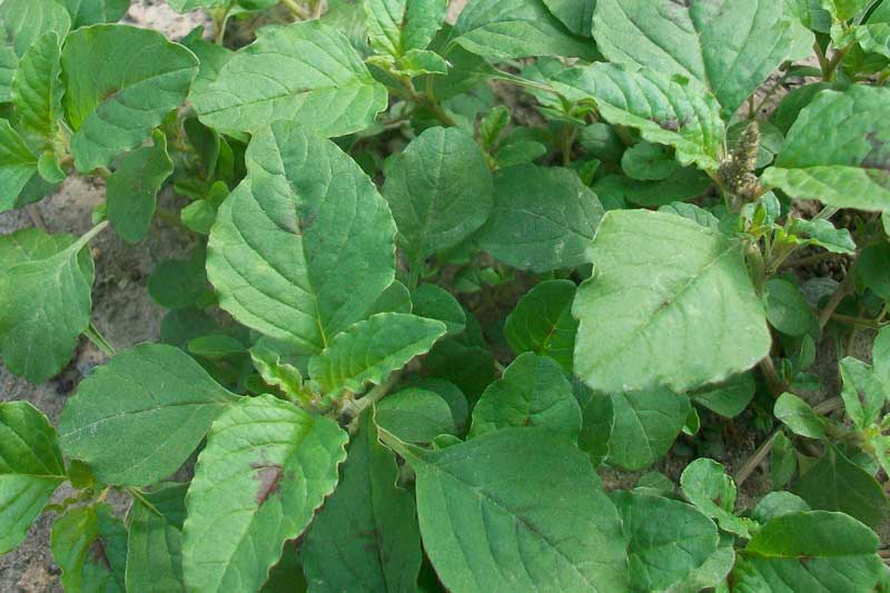 Amaranthus lividus?