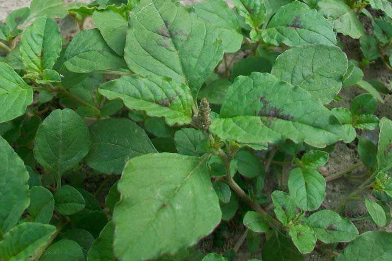 Amaranthus lividus?