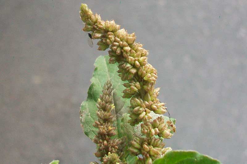 Amaranthus lividus?