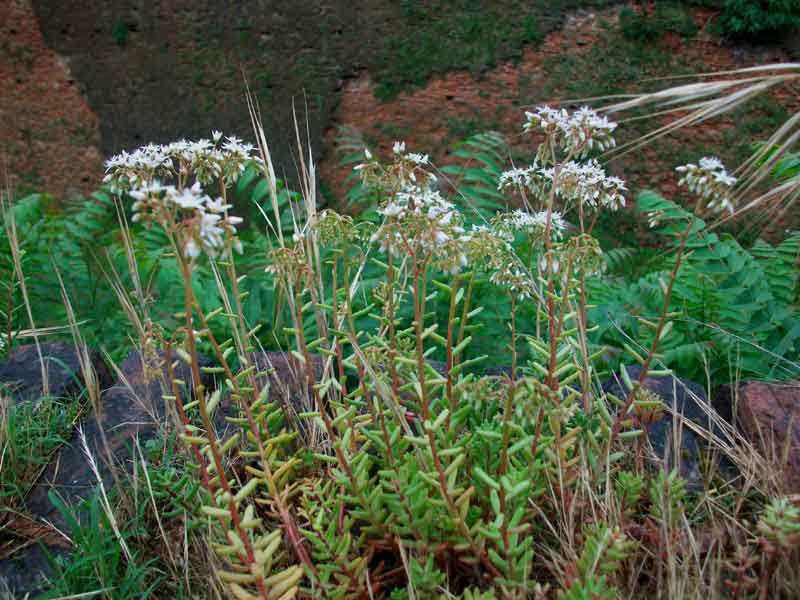 Sedum album