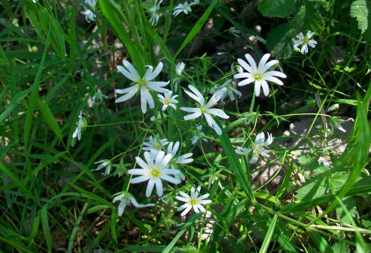 Rabelera holostea (=Stellaria holostea) / Centocchio garofanina