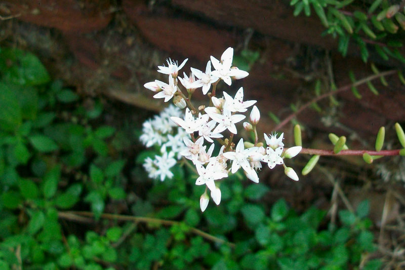 Sedum album