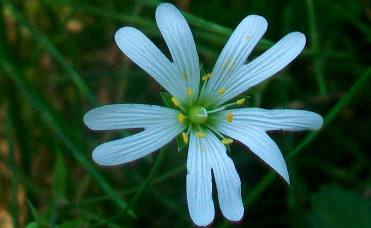 Rabelera holostea (=Stellaria holostea) / Centocchio garofanina