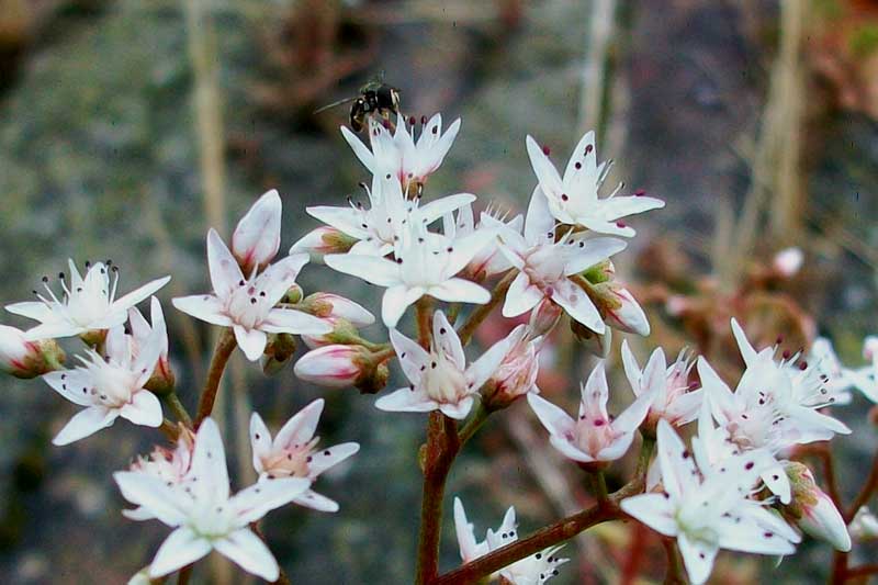 Sedum album