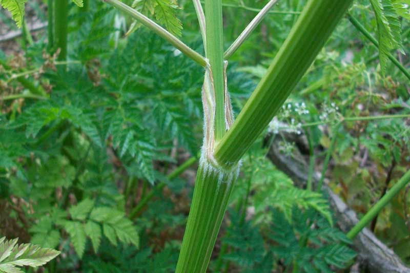 Anthriscus sylvestris / Cerfoglio selvatico