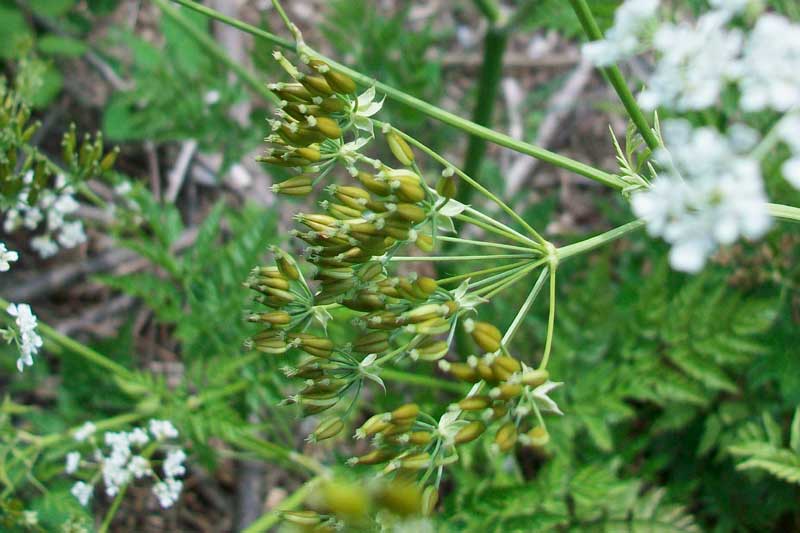 Anthriscus sylvestris / Cerfoglio selvatico
