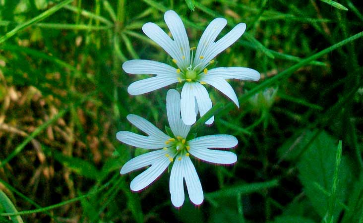 Rabelera holostea (=Stellaria holostea) / Centocchio garofanina